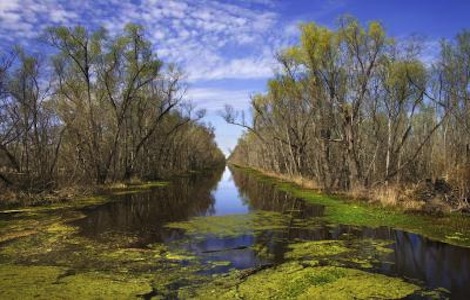 Wetlands Advocacy Art