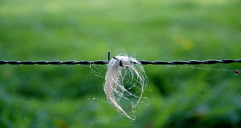 photo of barbed wire fence with a close-up on a clump of hair stuck in the barb
