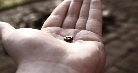 photo of a hand holding a coffee bean