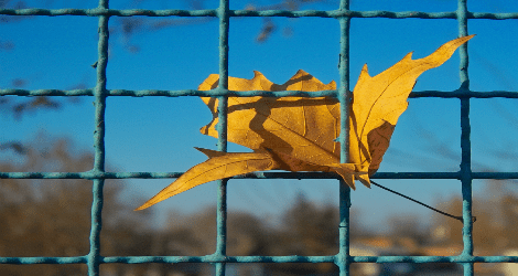 photo of a leaf caught in prison wire
