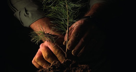 hands planting a tree
