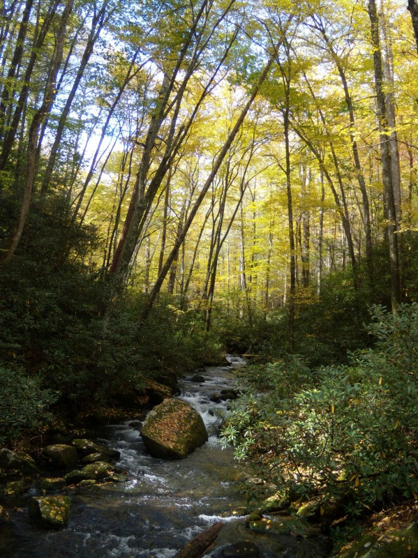 forest and stream