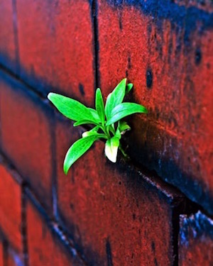 plant-on-the-brick-wall - PD