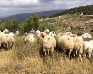 It turns out that shepherds and their flocks don’t all live down in Bethlehem. They’re up here in the Galilee, too.