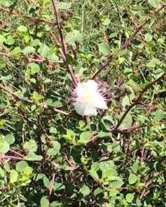 A caper blossom blooming. This is what we’re eating every time we get bagels & lox with the works.